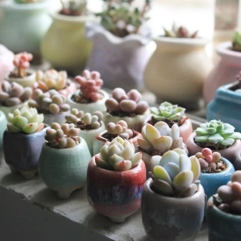 Mini Succulent Pot Set in Ceramic Material