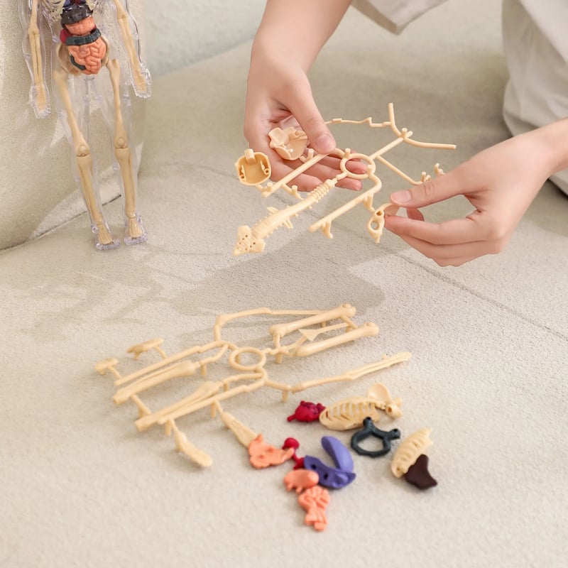 VitaMorph™ — Experience Anatomy Like Never Before with Hands-On, Life-Size Discovery