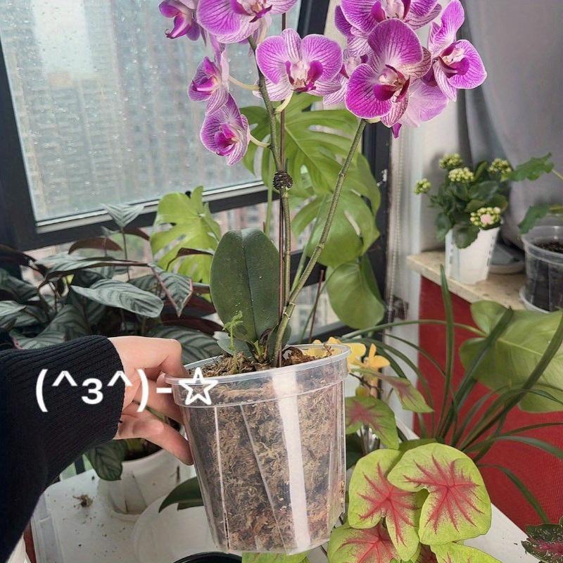 Translucent Planters – Monitor Roots and Foster Plant Health