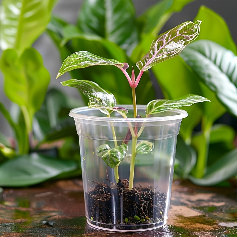 ROOTVIEW GARDEN SET – Clear Pots for Effortless Root Observation