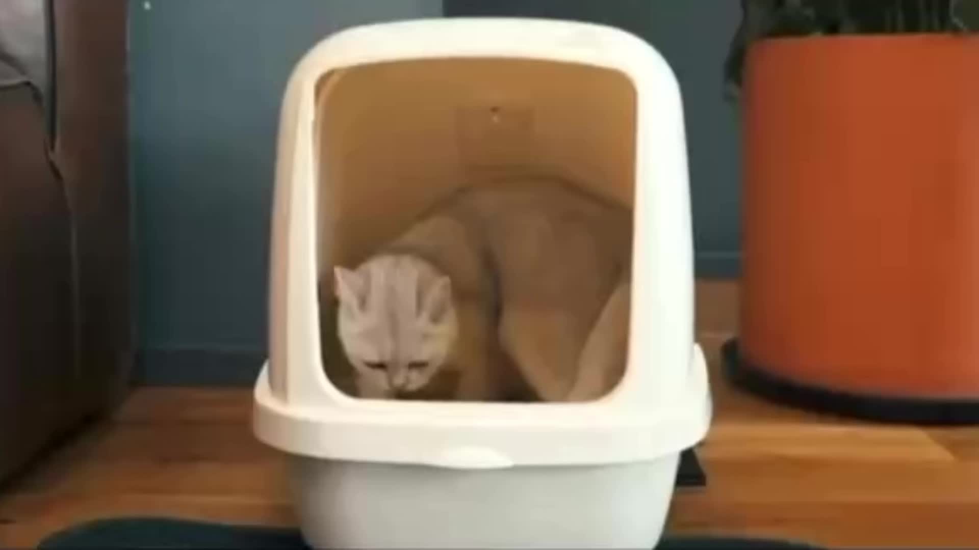 PurrfectClean - Waterproof Honeycomb Cat Litter Mat with Odor Control