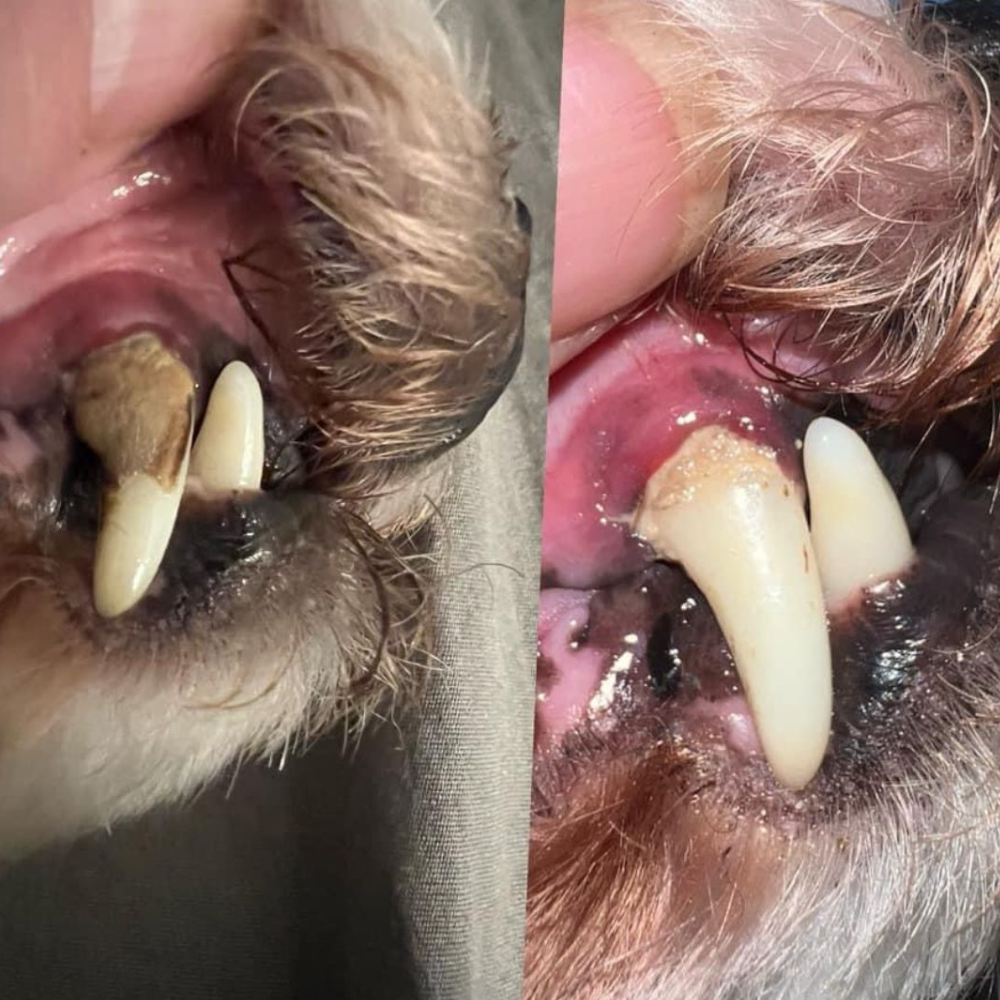 RadiantPaw™ — Effortless Smile Transformation for Happy, Healthy Pets