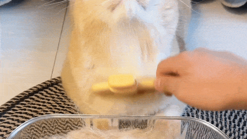 SereniPaw™ — Turn Grooming Into Your Cat’s Most Loved Moment of Calm and Connection