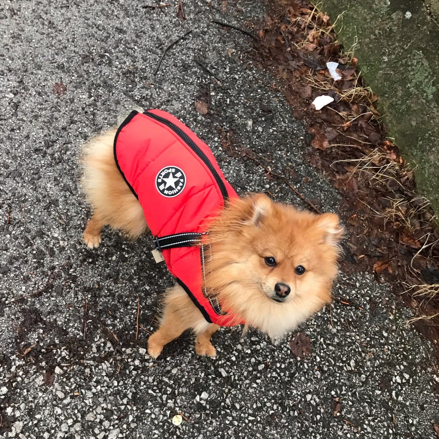 VetraGuard™ — Block Wind, Rain & Cold While Clipping Your Leash in One Move