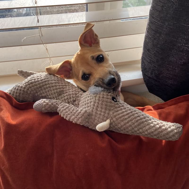 Tough Playmate for Active Dogs - Unmatched Durability