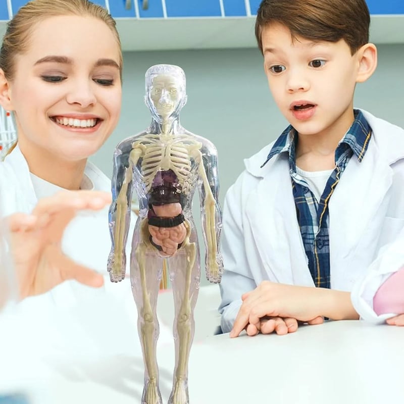 Transparent 3D Anatomy Model Featuring Body and Organs