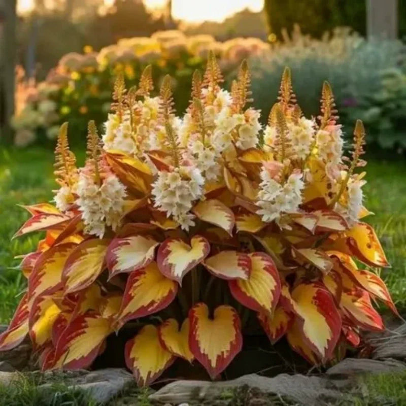 ShadeLuxe™ Variegated Hostas — Turn Shady Spots into a Colorful, Pollinator-Powered Paradise
