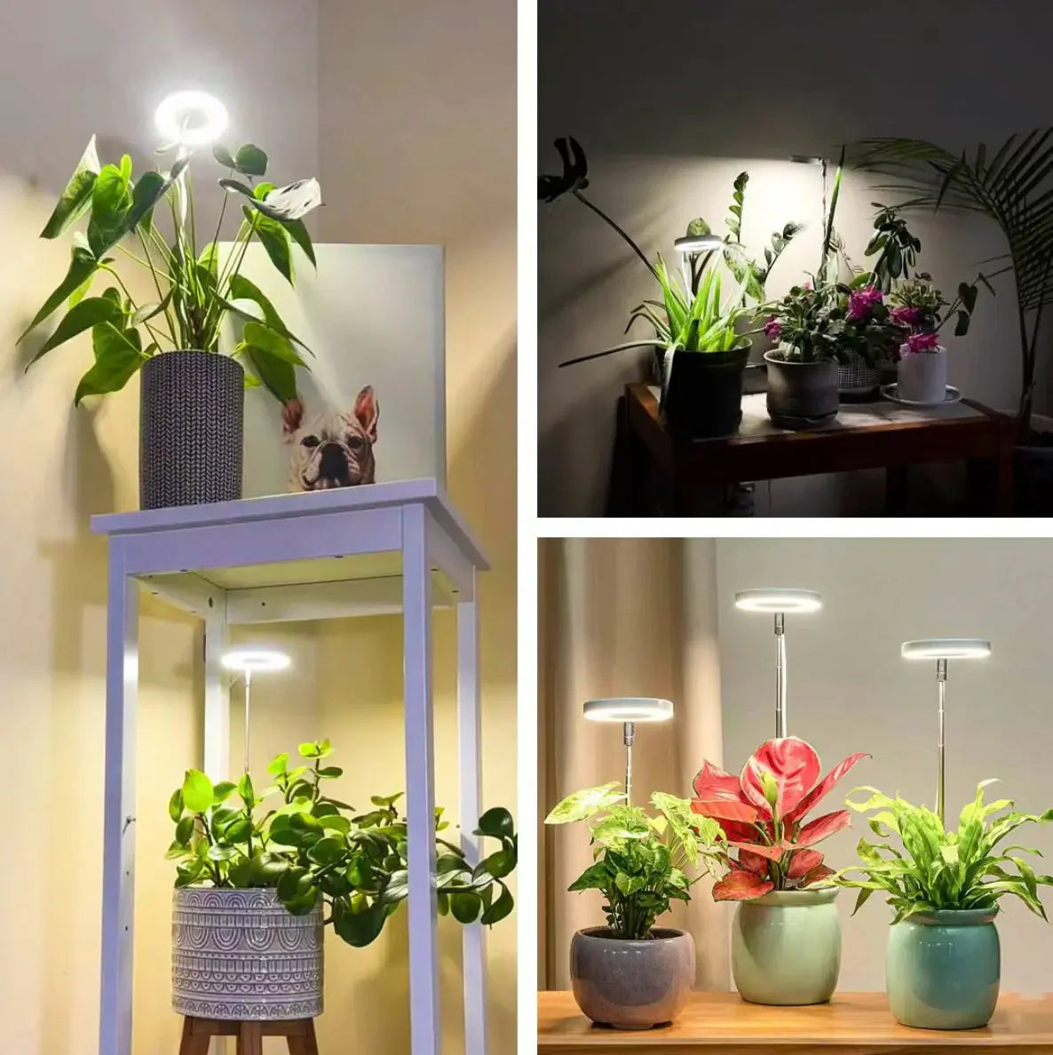 Plant Lamp | Full Spectrum Growth Light | Brightness and Timer Control | PlantGlow
