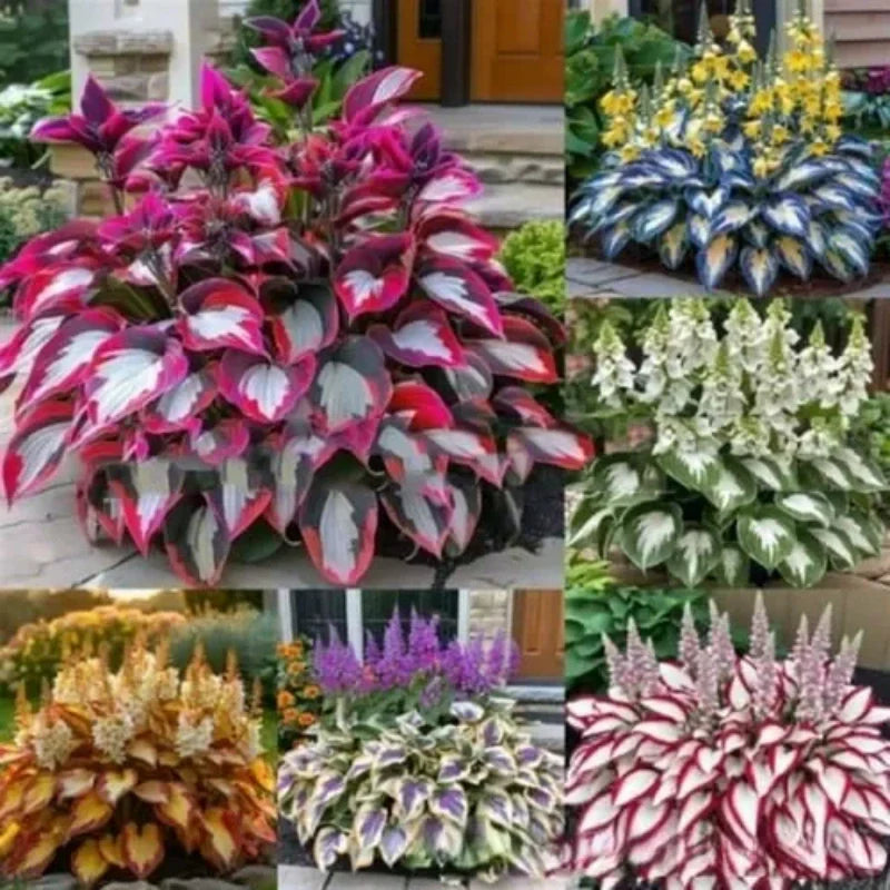 ShadeLuxe™ Variegated Hostas — Turn Shady Spots into a Colorful, Pollinator-Powered Paradise