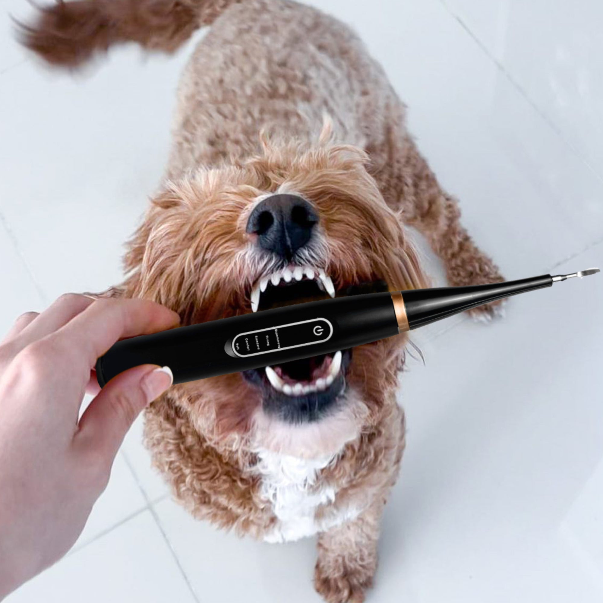 RadiantPaw™ — Effortless Smile Transformation for Happy, Healthy Pets