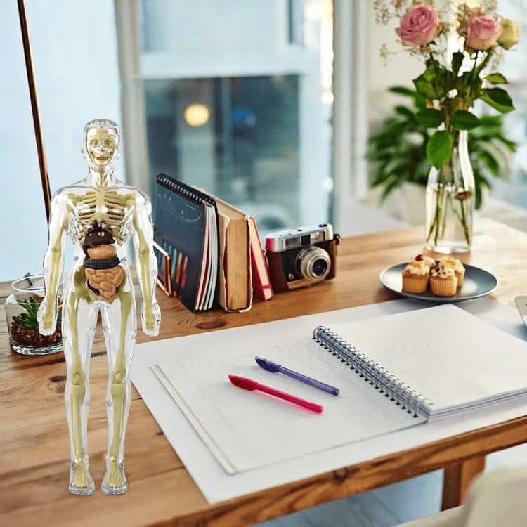 Transparent 3D Anatomy Model Featuring Body and Organs