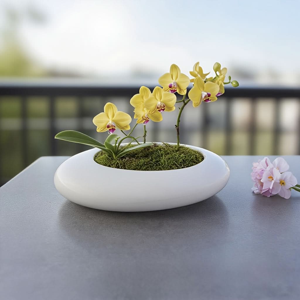 Shallow Ceramic Pot for Bonsai with Artistic Pebble Decoration