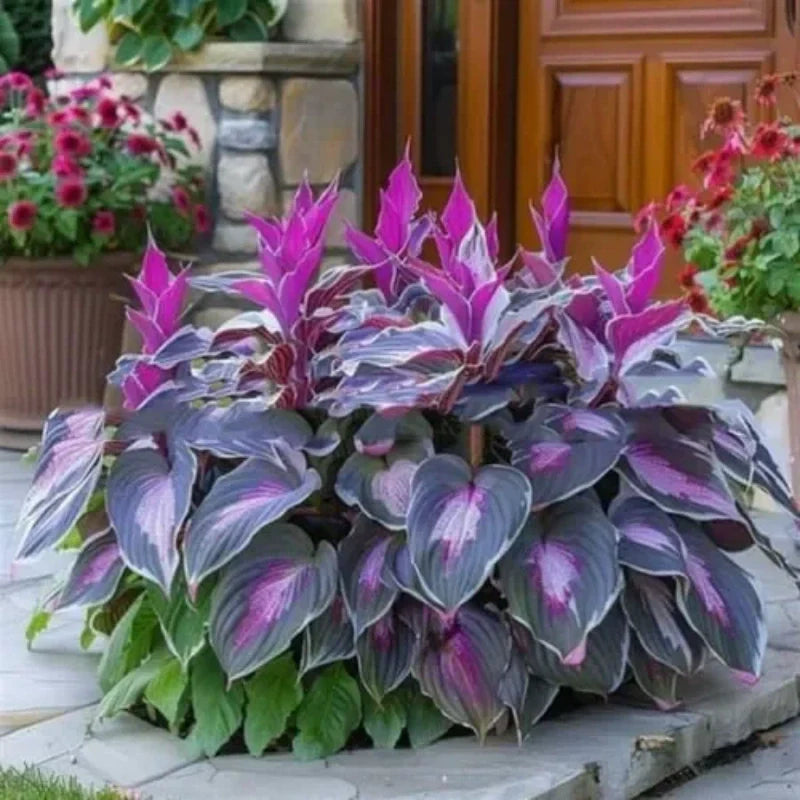 ShadeLuxe™ Variegated Hostas — Turn Shady Spots into a Colorful, Pollinator-Powered Paradise