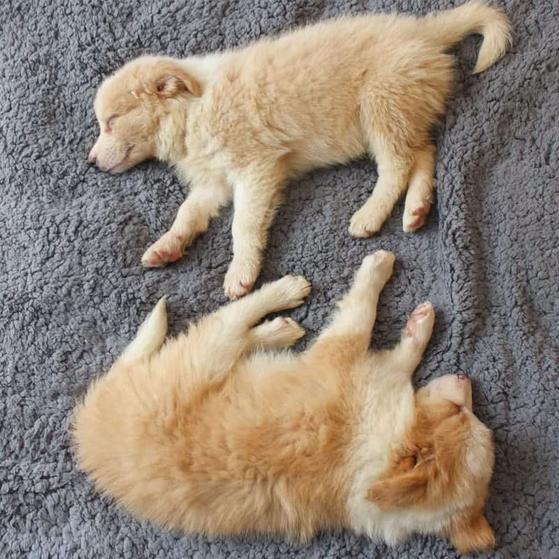 Luxurious Fleece Blanket for Pets - Ultimate Comfort
