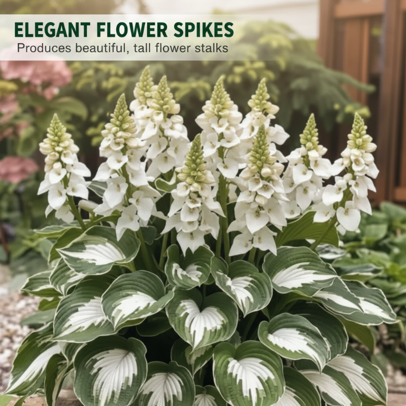 ShadeLuxe™ Variegated Hostas — Turn Shady Spots into a Colorful, Pollinator-Powered Paradise