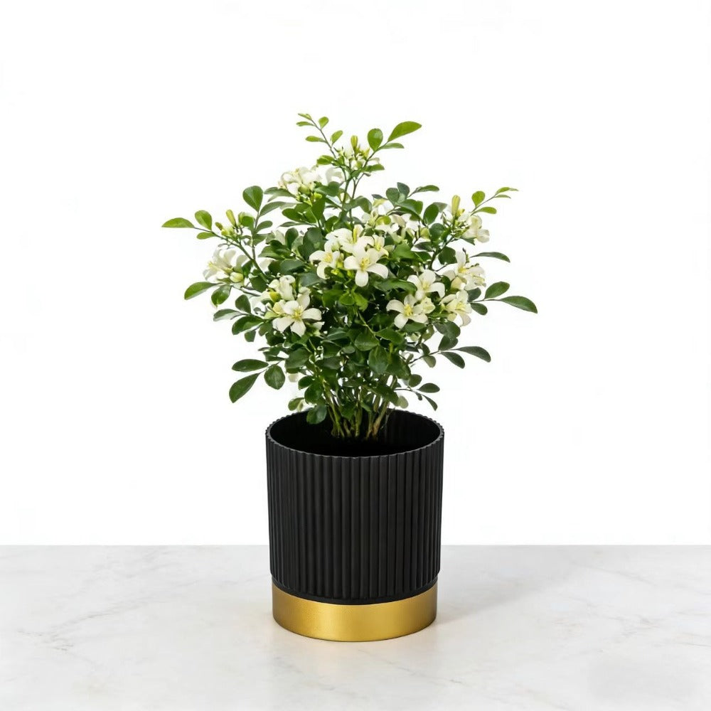 Chic Striped Planter for Stylish Indoor Greenery