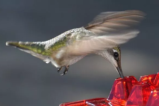 BloomGuard - Ant-Resistant Hummingbird Feeder with 30 Feeding Ports