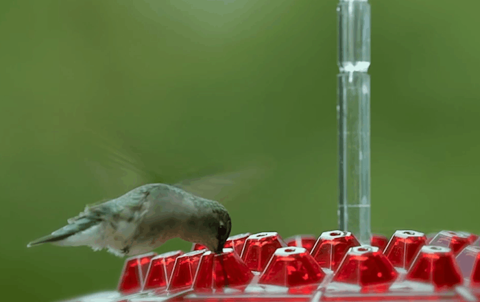 BloomGuard - Ant-Resistant Hummingbird Feeder with 30 Feeding Ports