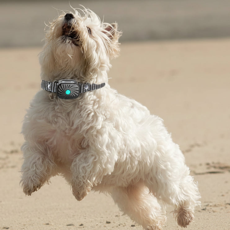 CalmBark Smart Training Collar for Small Dogs
