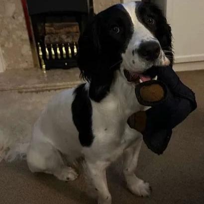 Indestructible Fun for a Happy and Healthy Dog