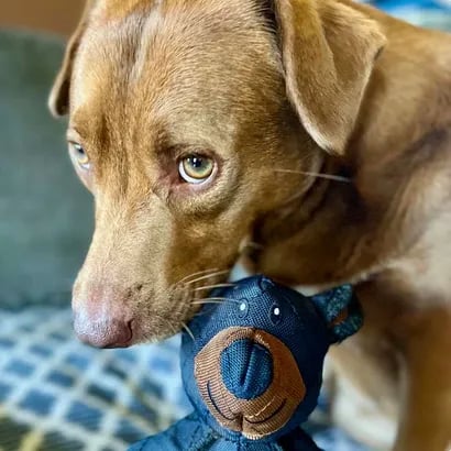 Indestructible Fun for a Happy and Healthy Dog
