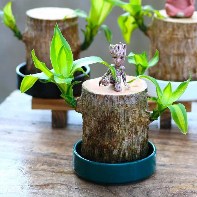 Fortune Blossom Indoor Air Purifying Plant