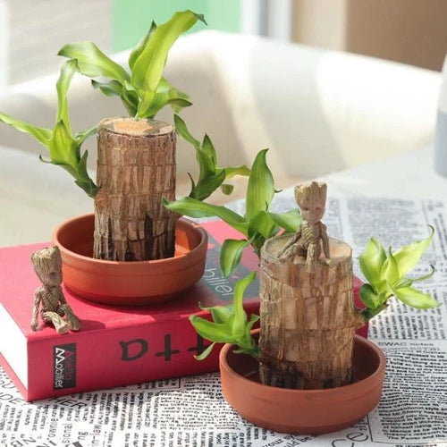 Fortune Blossom Indoor Air Purifying Plant