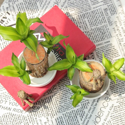 Fortune Blossom Indoor Air Purifying Plant