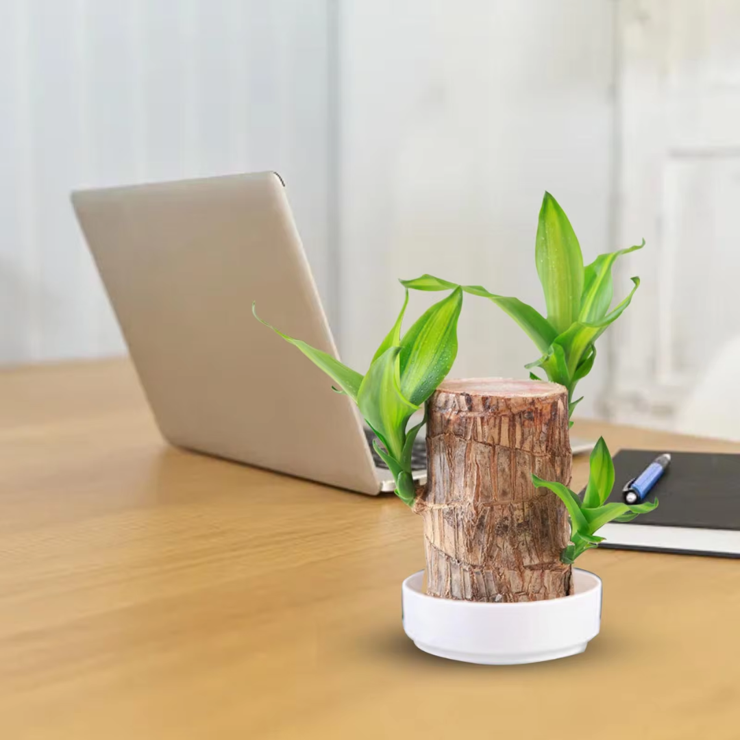 Prosperity Greenwood Plant – Your Indoor Air Booster