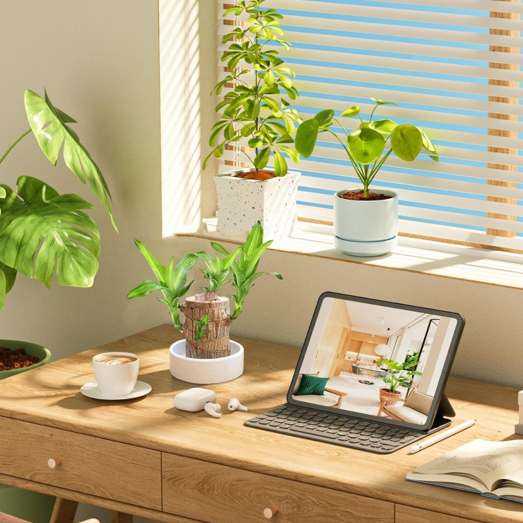 Prosperity Greenwood Plant – Your Indoor Air Booster