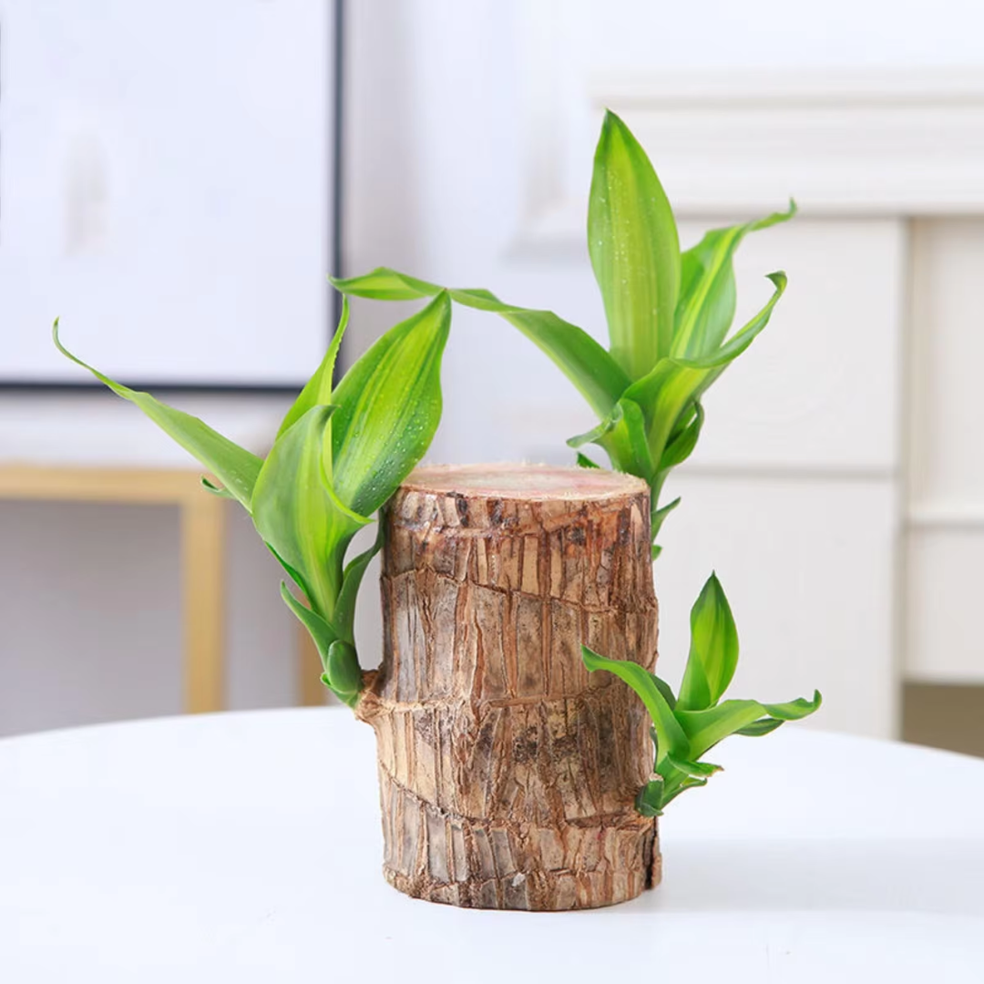 Prosperity Greenwood Plant – Your Indoor Air Booster
