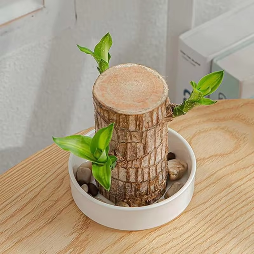 Prosperity Greenwood Plant – Your Indoor Air Booster