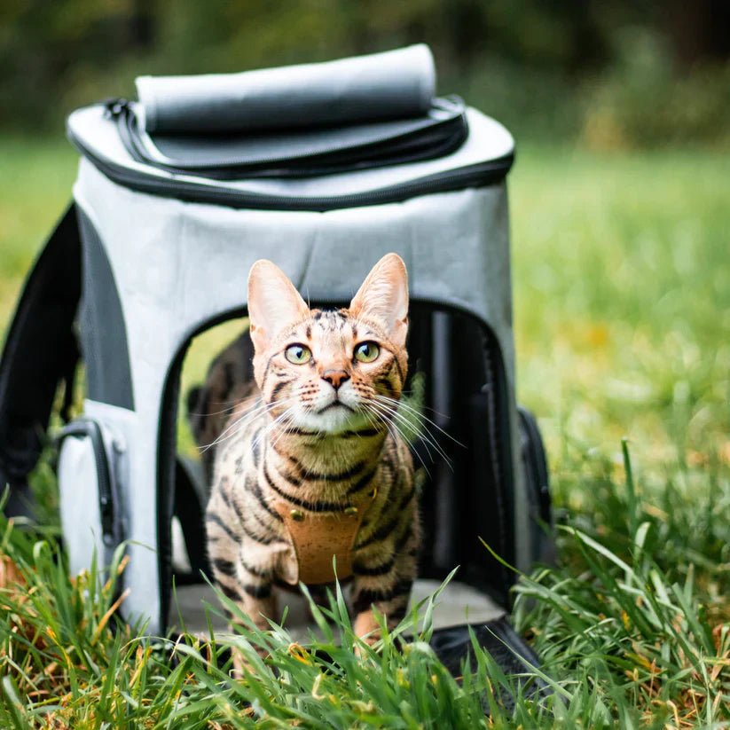 Cozy Cat Carrier with Panoramic Viewport