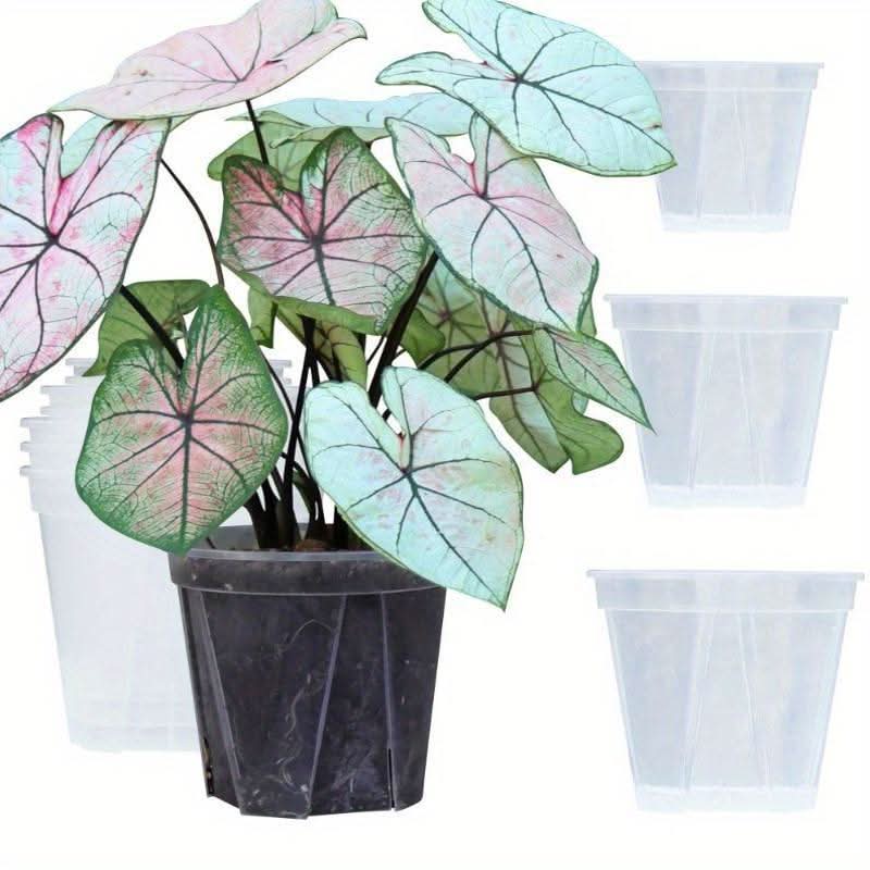 Transparent Planters for Root Observation and Healthy Plant Growth