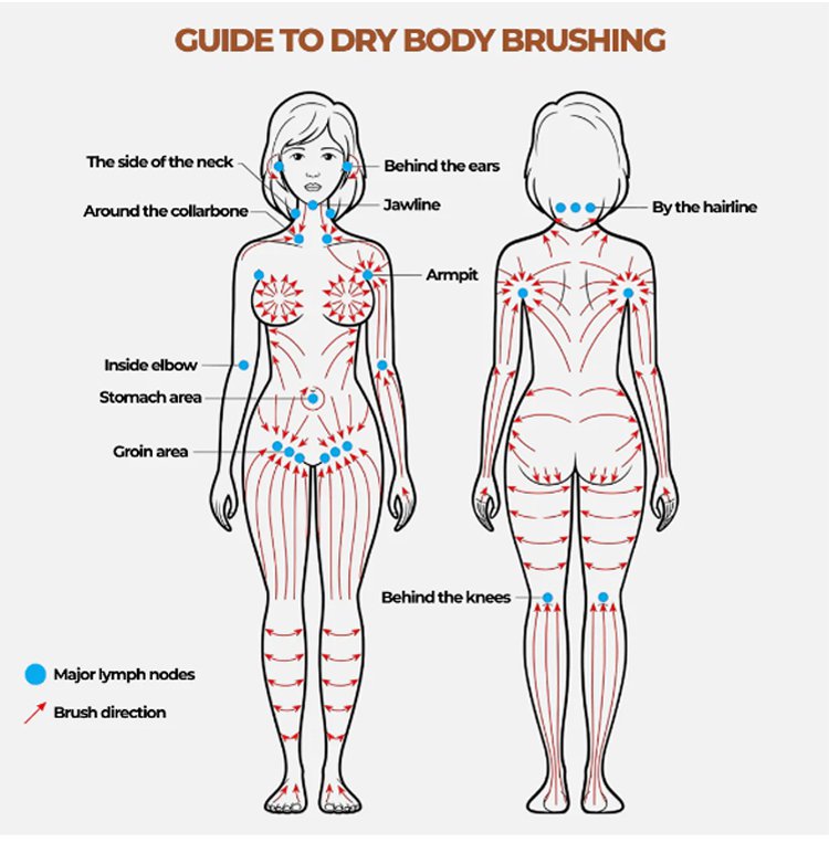 Facial Brush for Contouring | Lymphatic Massage Tool | Soft Bristles