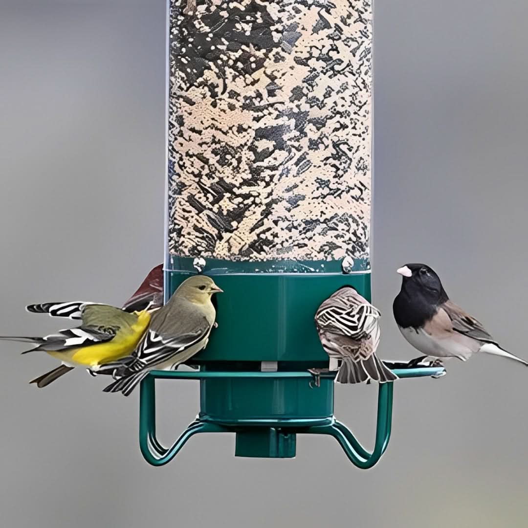 Squirrel-Resistant Bird Feeder with Weight-Sensitive Perch