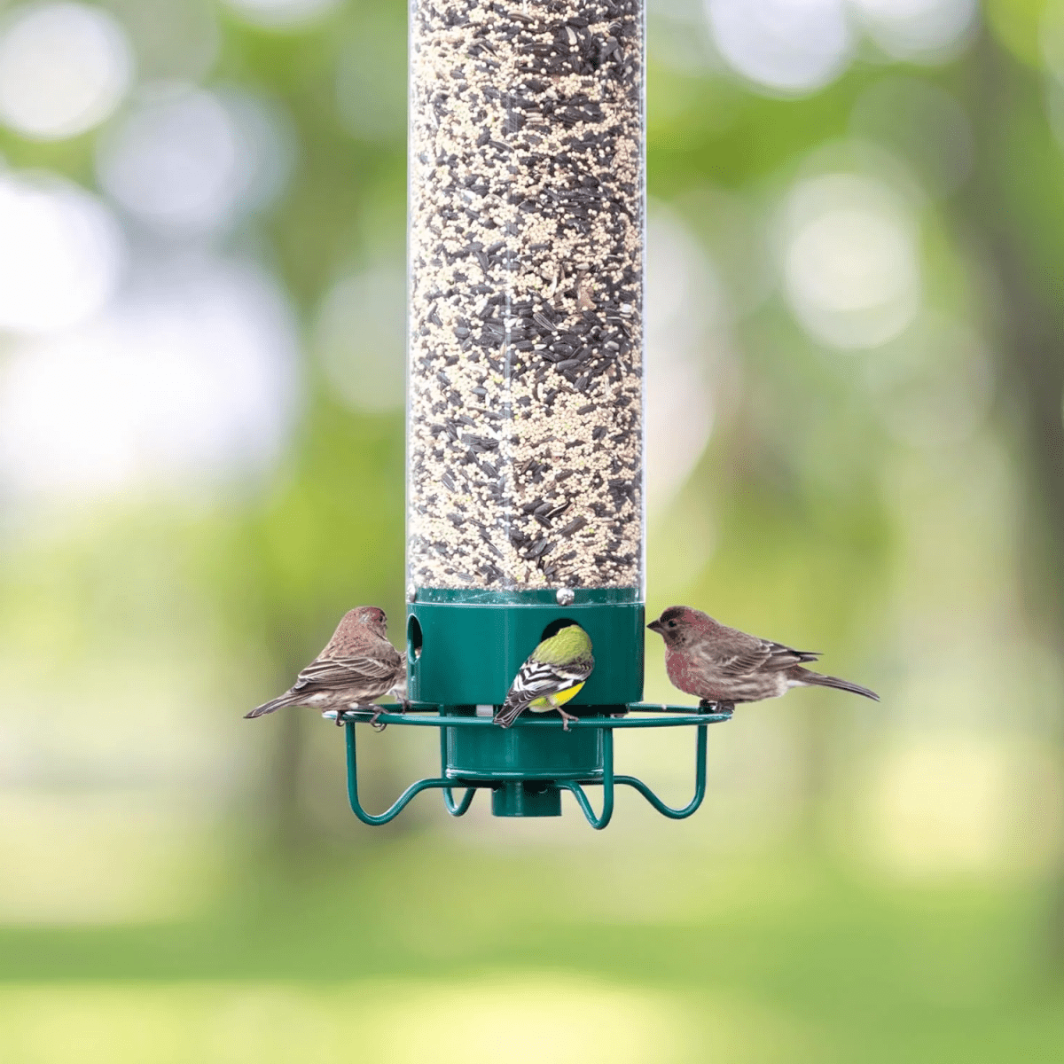 Ultimate Squirrel-Resistant Bird Feeder with Rotating Access