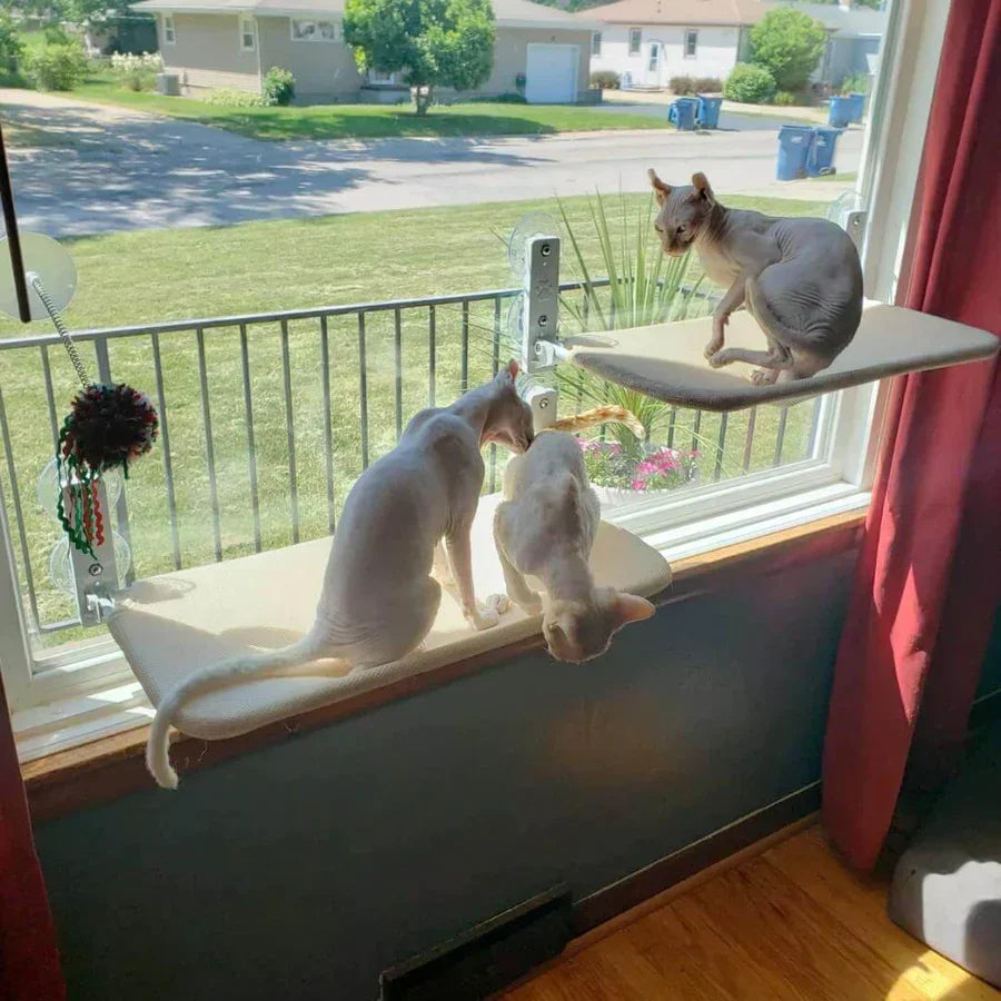 Cat Hammock - Last Day Discount for Happy Cats