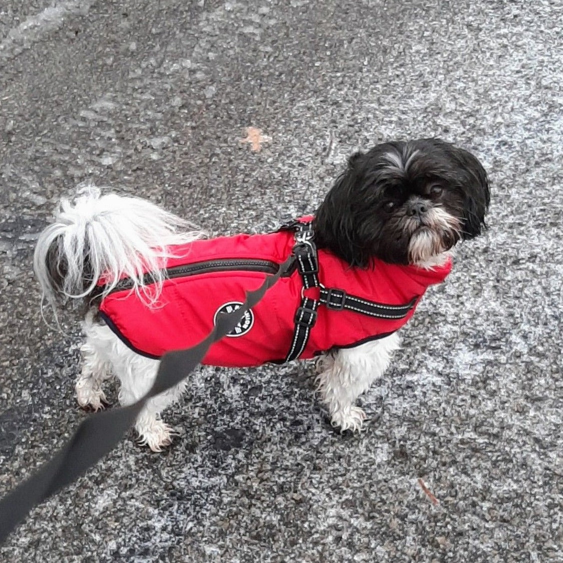 Dog Jacket | Water- & Wind-Resistant | Built-in Harness