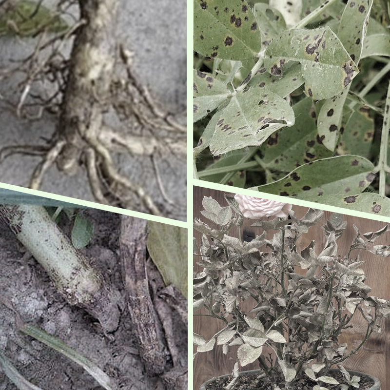 Plant Nutrition | Even Nutrient Distribution | Easy Plug-In