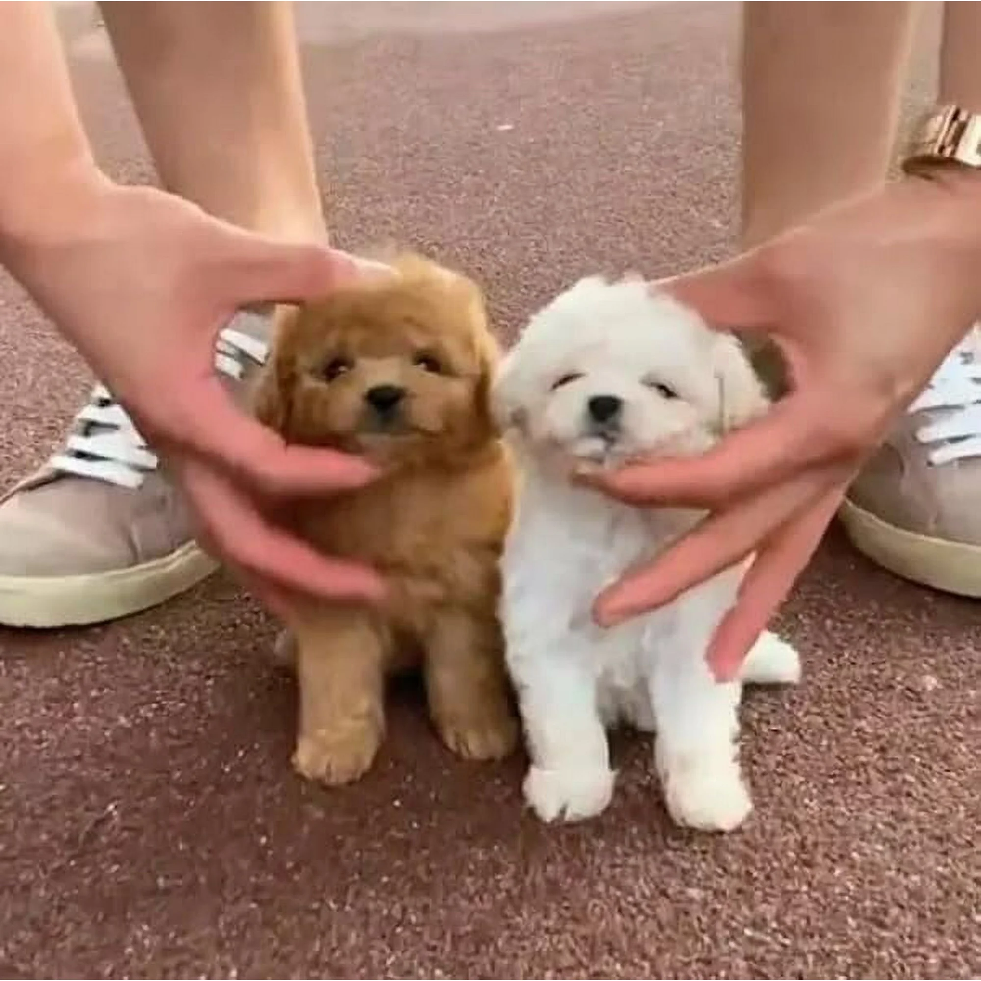 Interactive Plush Puppy Toy – Responds to Movement and Sounds