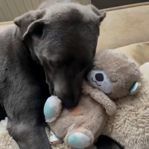 Stuffed Animal | Pet Cuddly Toy | Heartbeat Simulation Comfort