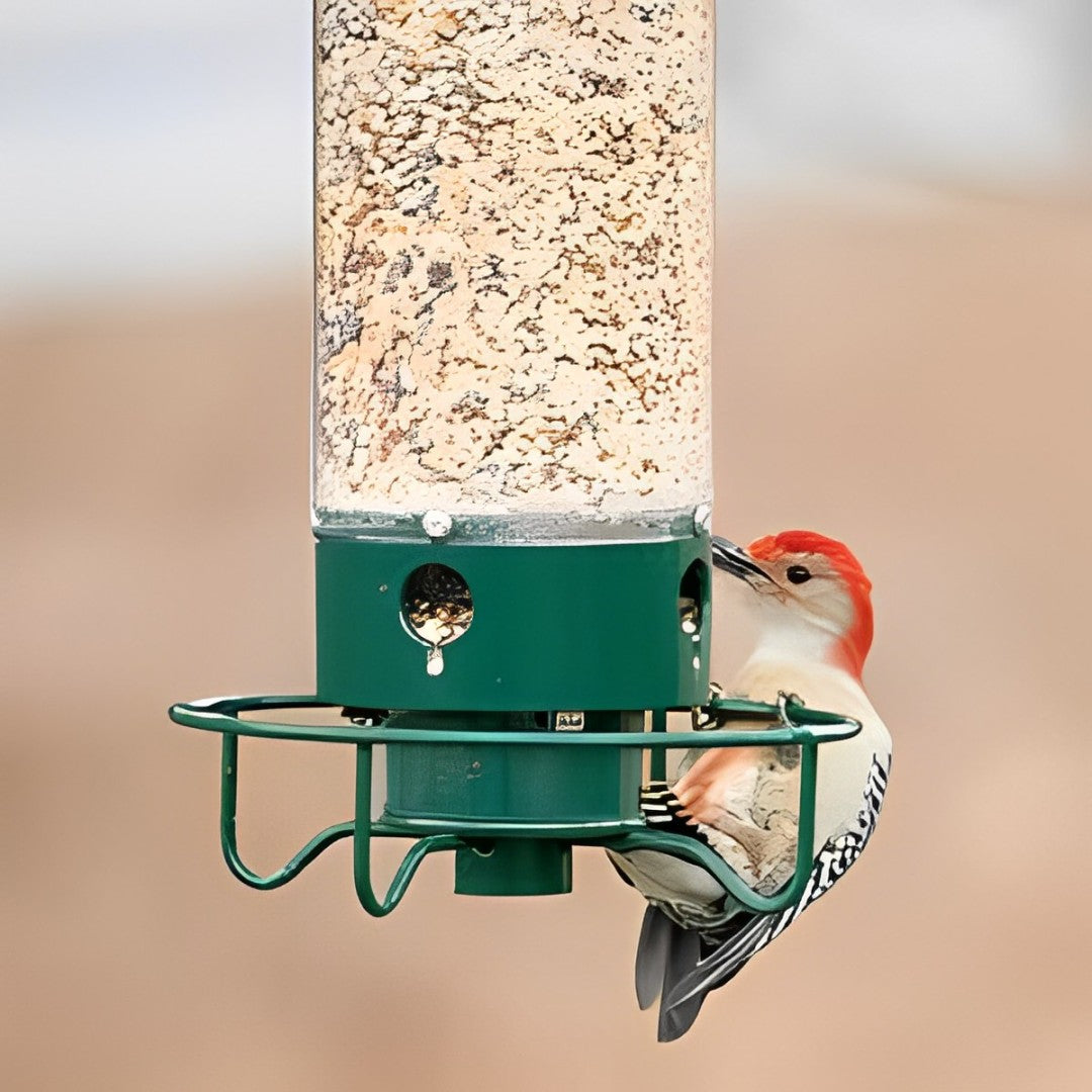 No-Squirrel Bird Feeder for Effortless Backyard Enjoyment