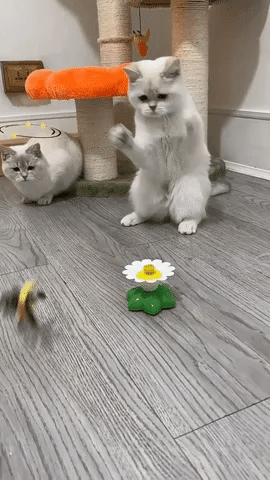 VividPounce™ — Ignite Your Cat’s Wild Joy and Endless Energy