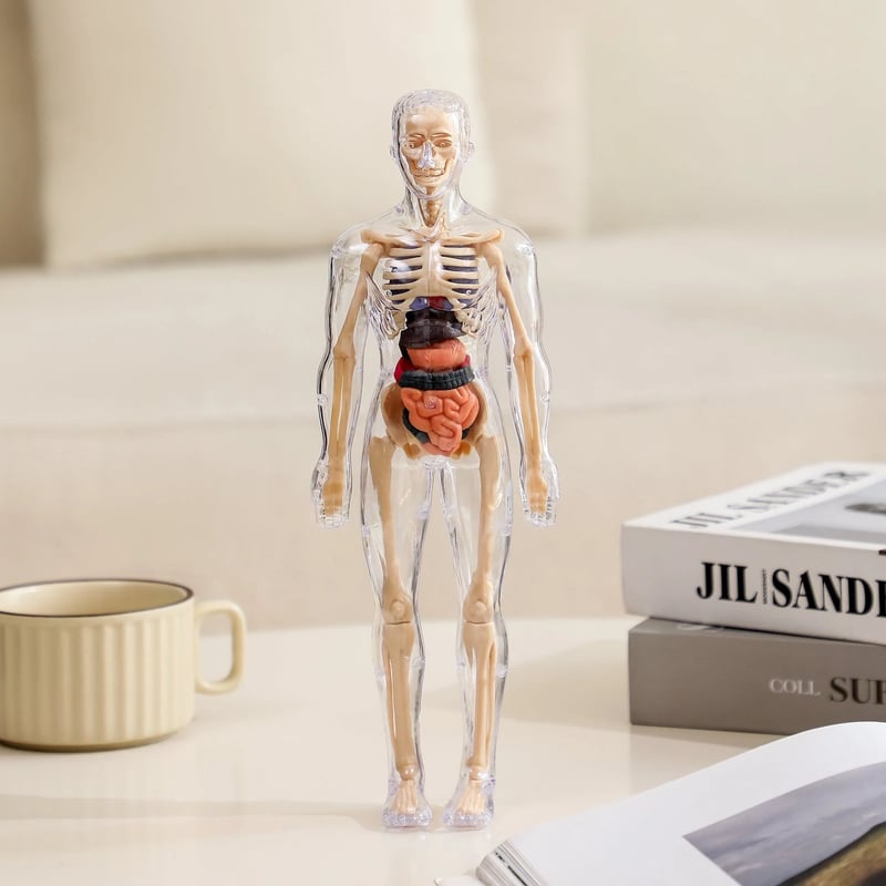 Transparent 3D Anatomy Model Featuring Body and Organs