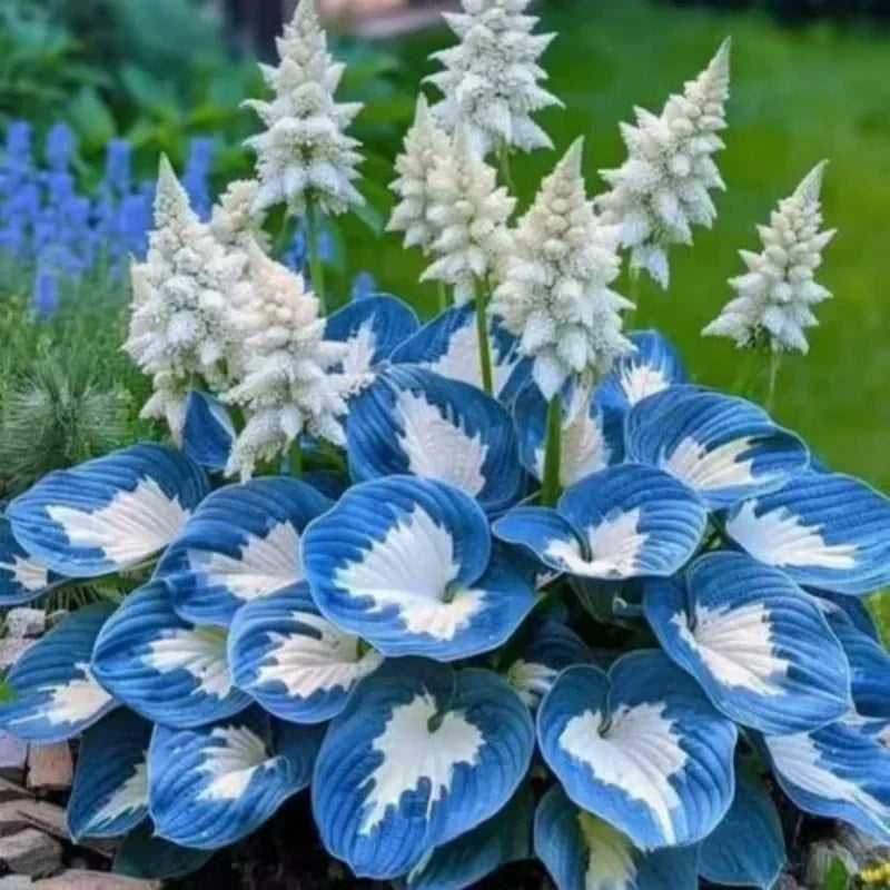 ShadeLuxe™ Variegated Hostas — Turn Shady Spots into a Colorful, Pollinator-Powered Paradise
