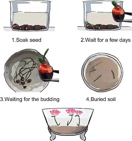 RainbowLotus™ — Transform Any Pond Into a Magical, Colorful Sanctuary That Attracts Life and Joy