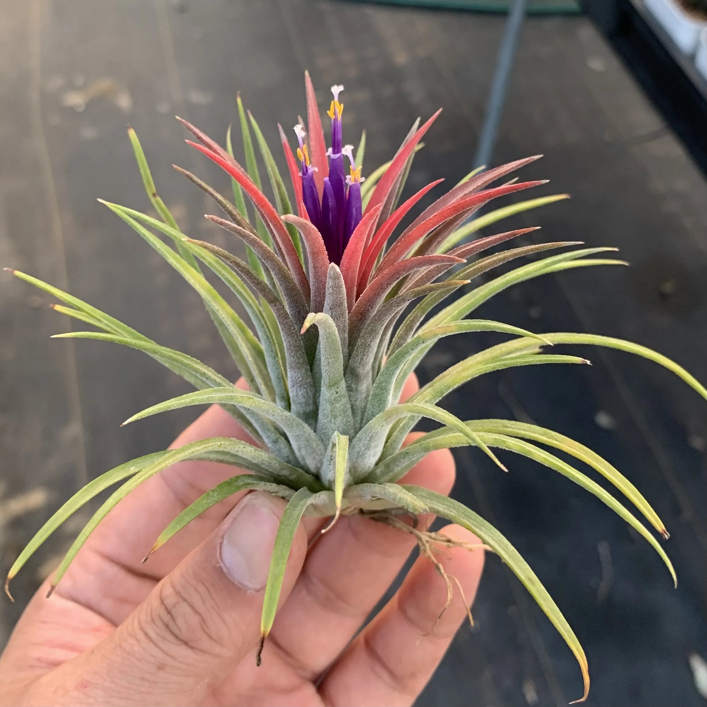 AuraShell™ — Bring Effortless Coastal Calm and Living Ocean Beauty to Your Space