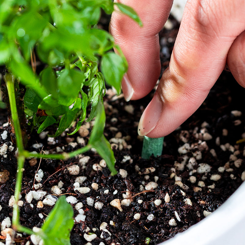 Plant Feeding | Even Nutrient Distribution | Easy to Insert | RootVita