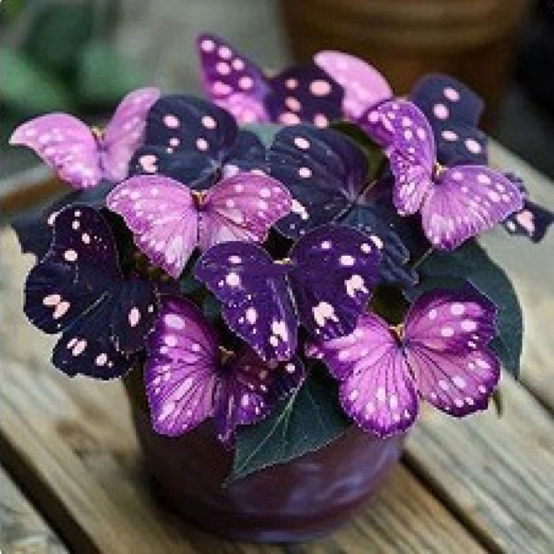 VividFlair™ Butterfly Bloom Seeds — Turn Your Garden Into a Dazzling Butterfly Wonderland That Steals Every Heart